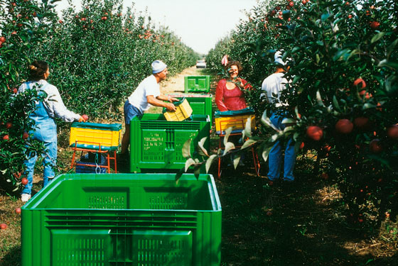 palox plastique agricole agribox