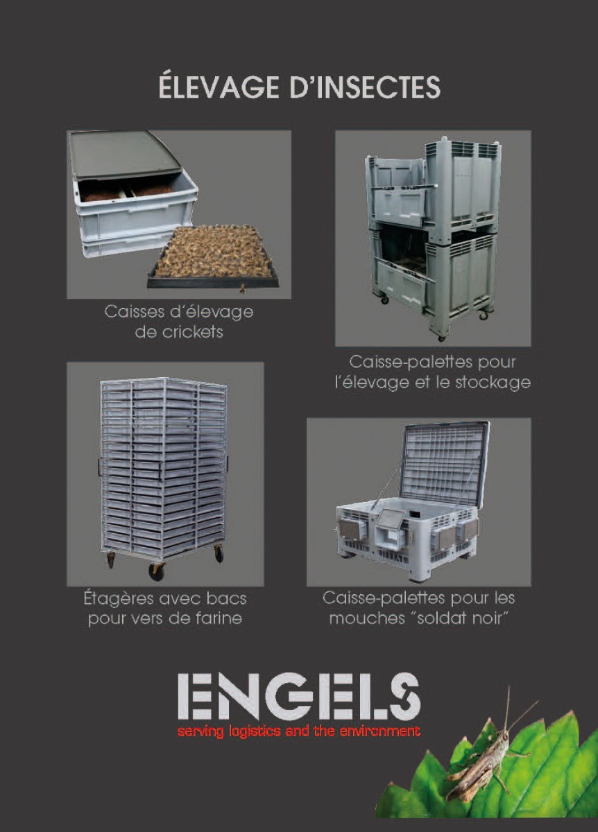 Élevage_de_insectes