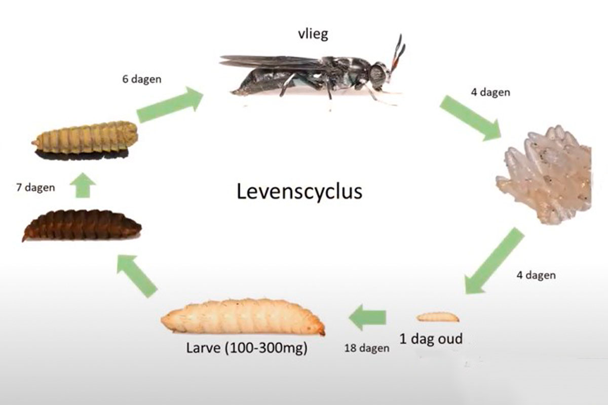Le processus de reproduction Le processus de reproduction