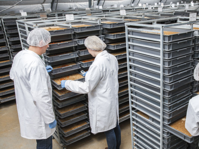 Insecten kweekbakken Insecten kweekbakken